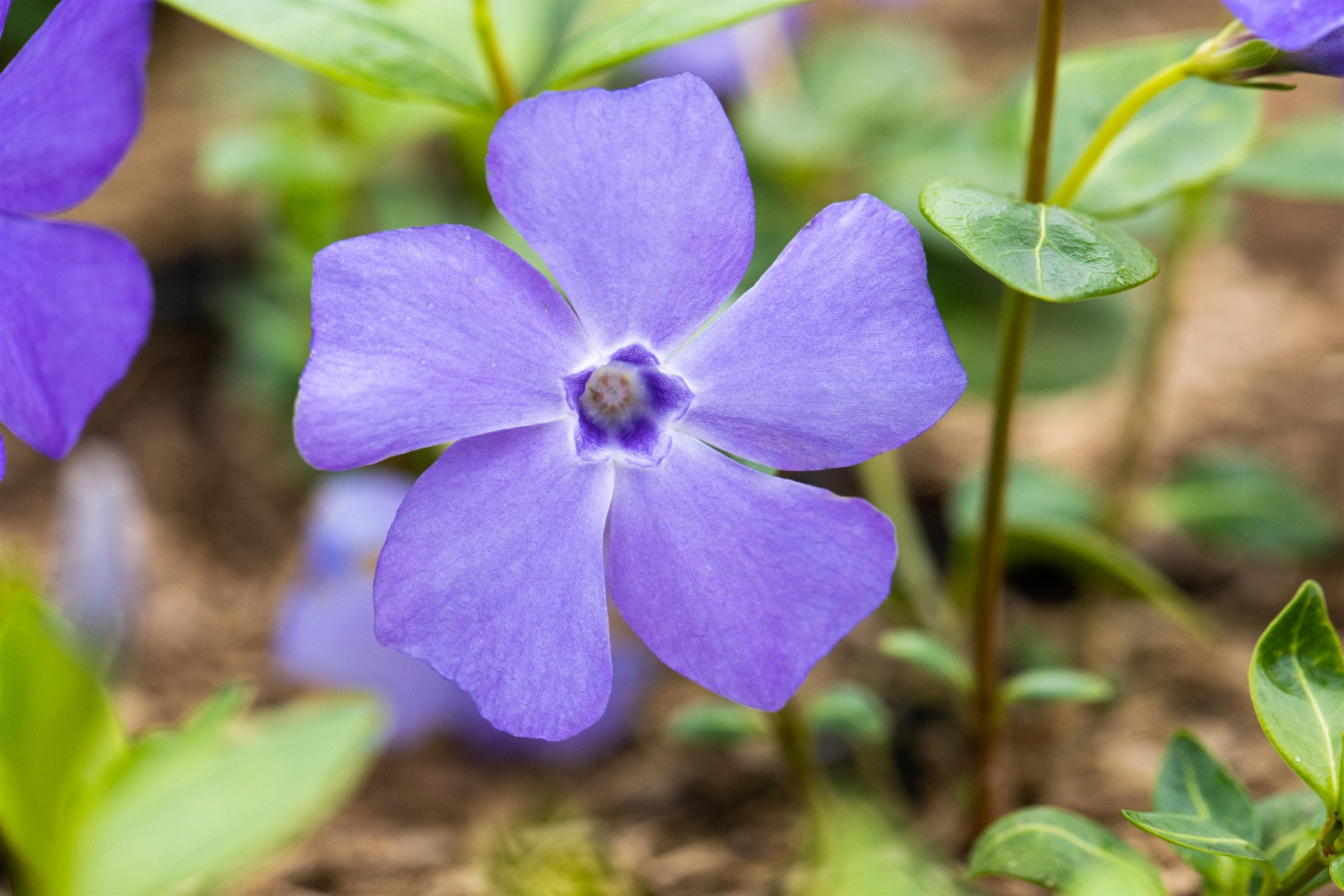 Vinca minor 'Bowles' (Immergrün 'Bowles')