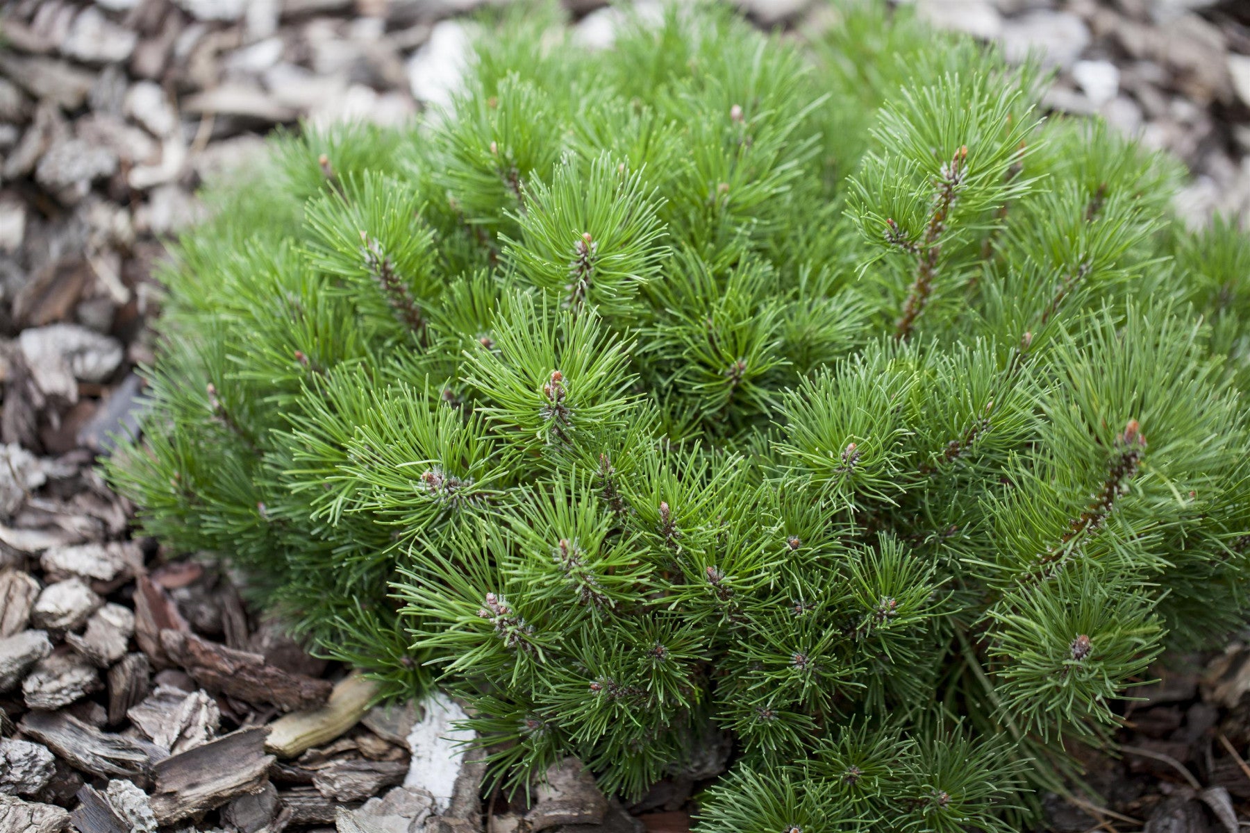 Pinus mugo mughus (Krummholz-Kiefer)