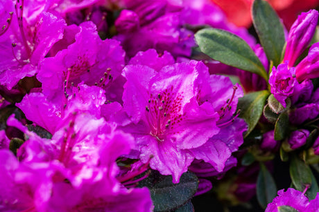 Rhododendron obt. 'Königstein' mit Blüte, erhältlich von 20-25 bis 40-50 cm ;;ab 15,90 Euro