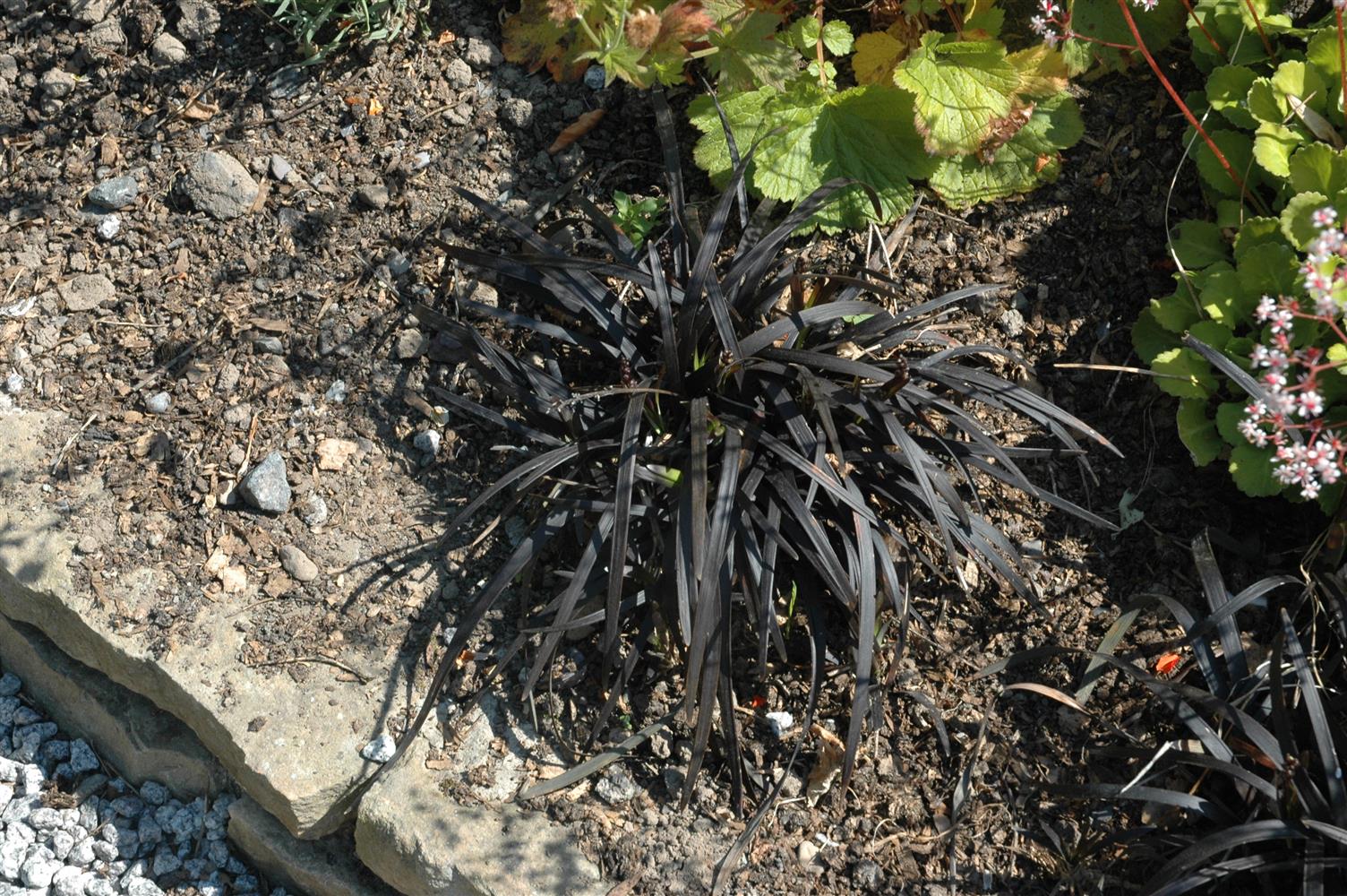 Ophiopogon planiscapus 'Niger' (Schwarzblättriger Garten-Schlangenbart)