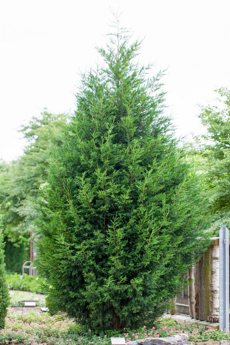 Cupressocyparis leylandii , erhältlich von 30-40 bis 250-275 cm ;;ab 14,00 Euro