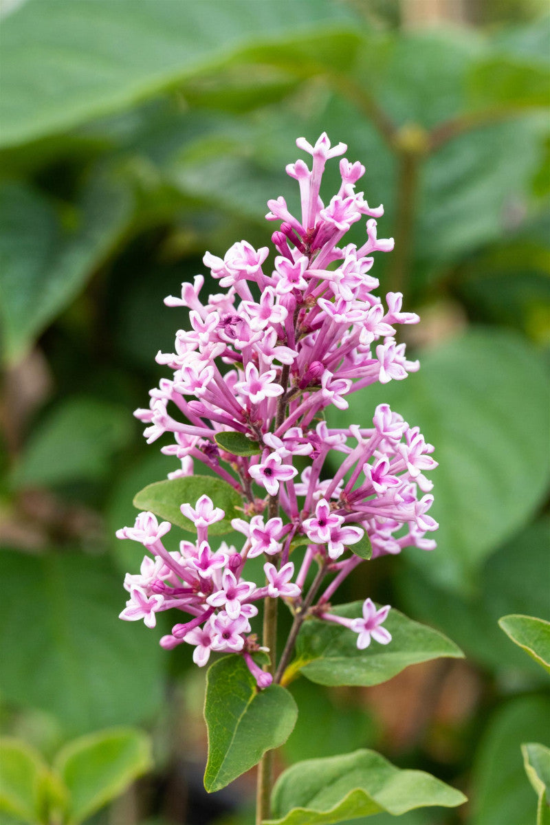 Syringa meyeri 'Josee' mit Blüte, erhältlich von 40-60 bis 60-80 cm ;;ab 32,10 Euro