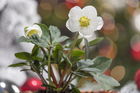 Helleborus niger ;;ab 5,75 Euro