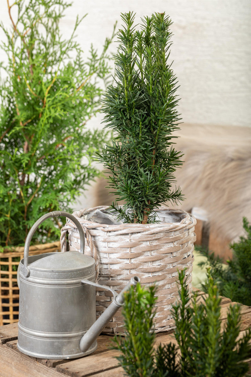 Taxus baccata 'Fastigiata Robusta' (Schmale Säuleneibe)