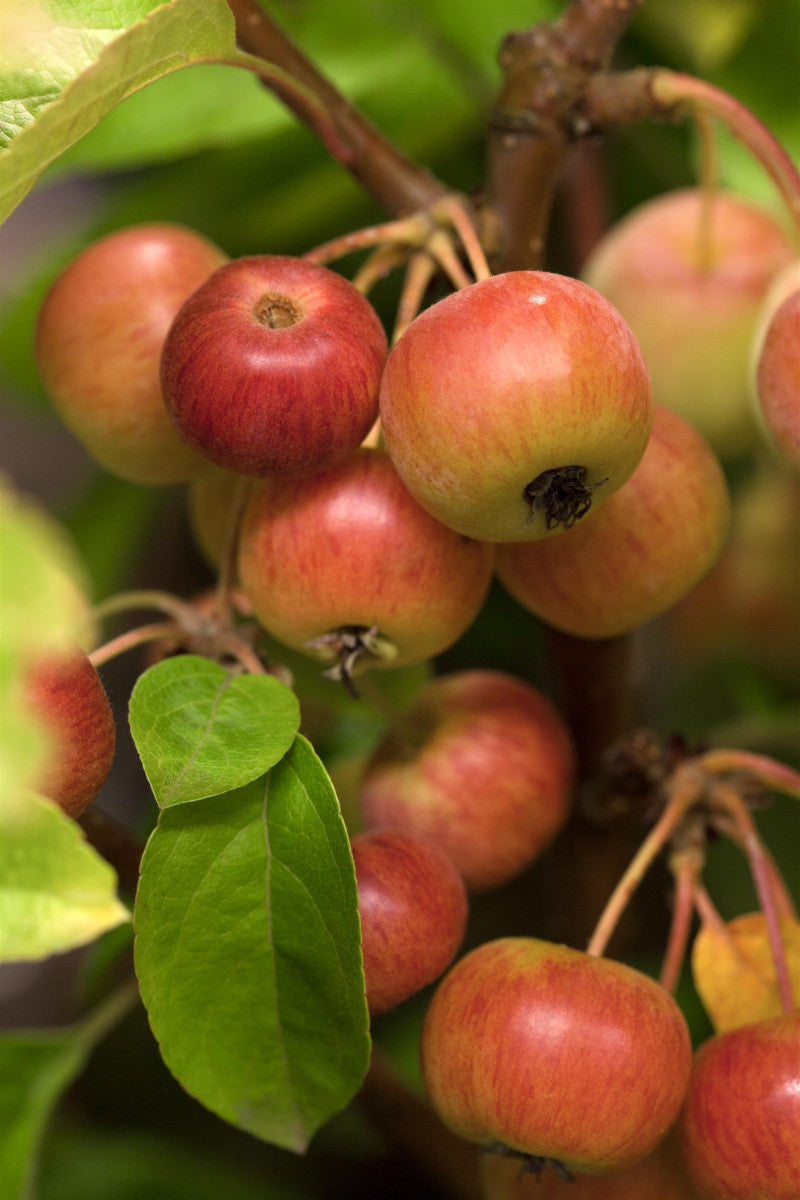 Apfelbaum 'Evereste' mit Früchten, erhältlich als: Hochstamm, Solitär, verschulte Sträucher ; Einsatz: Heckenpflanze ; Pluspunkt: attraktive Früchte;;günstig mit Qualität