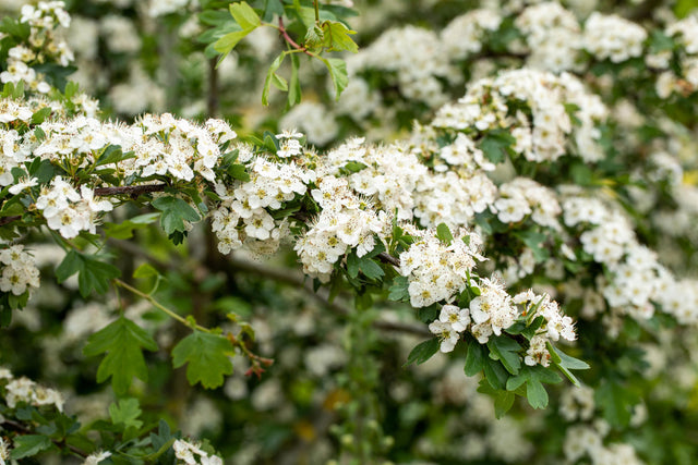 Crataegus laevigata VkG 6 mit Blüte, erhältlich von 50-80 bis 200-250 cm ;;ab 2,56 Euro