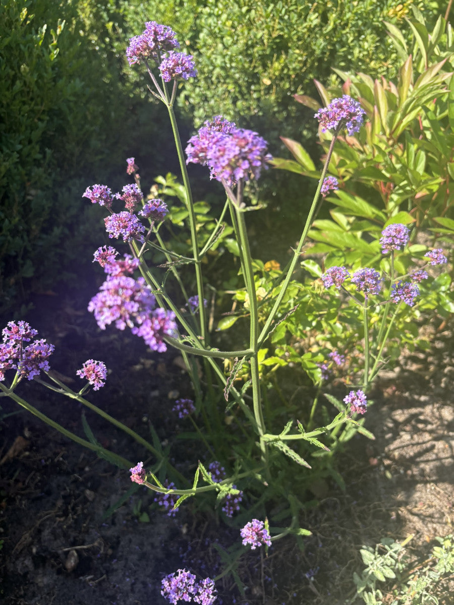 Verbena bonariensis als Pflanze im Beet ;;ab 4,10 Euro