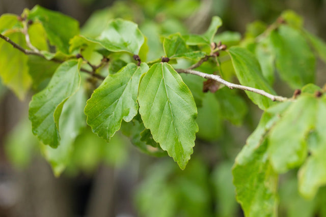 Parrotia persica 'Vanessa' mit Sommerbelaubung, erhältlich von 270-330 bis 450-650 cm ;;ab 556,00 Euro