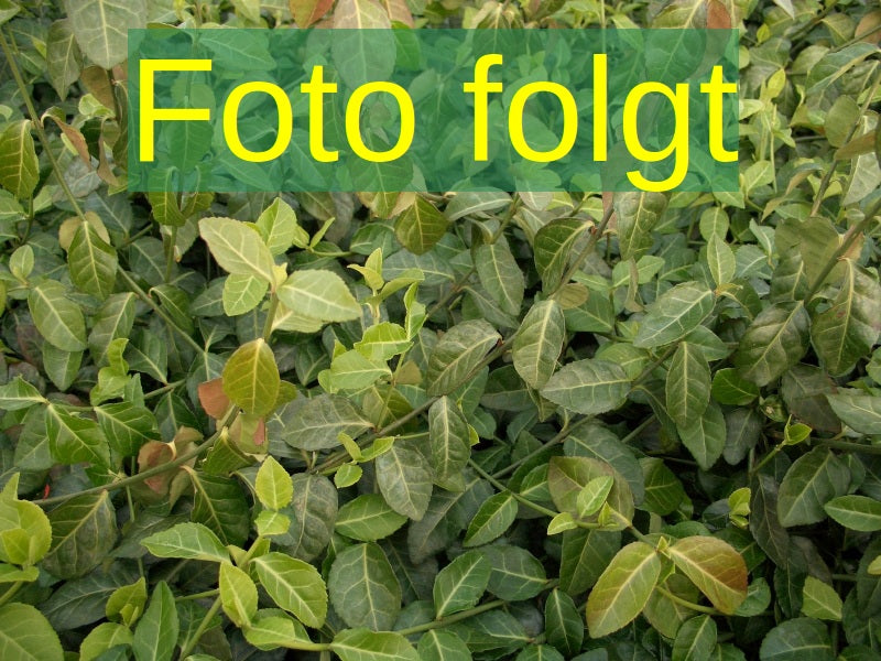 Bild wird ergänzt für Euonymus fortunei 'Dart's Blanket' (Kriechspindel 'Dart's Blanket')