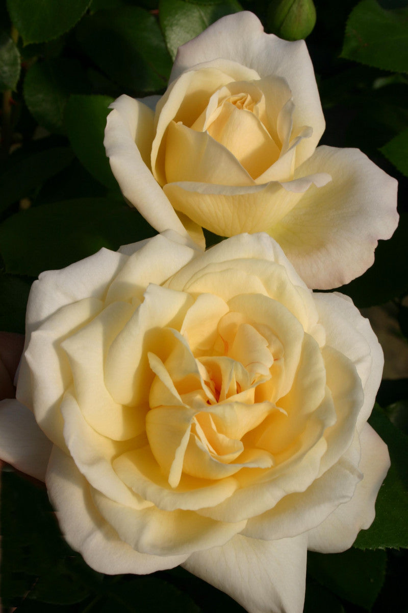 Rosa 'La Perla' TH (Edelrose 'La Perla' -R- ADR-Rose)