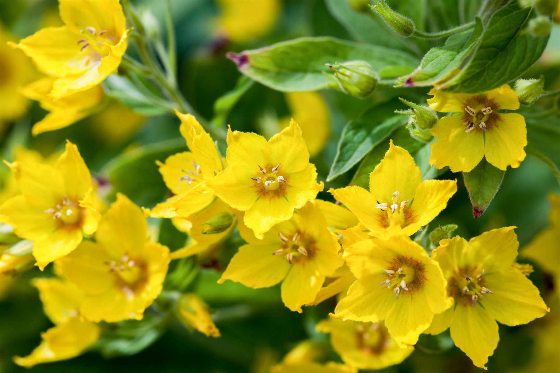 Lysimachia punctata (Gepunkteter Gilbweiderich)