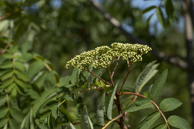 Sorbus decora mit Blüte, erhältlich von 270-330 bis 450-650 cm ;;ab 276,00 Euro