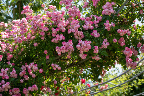 Rosa 'Raubritter' KL mit Blüte ;;ab 9,50 Euro