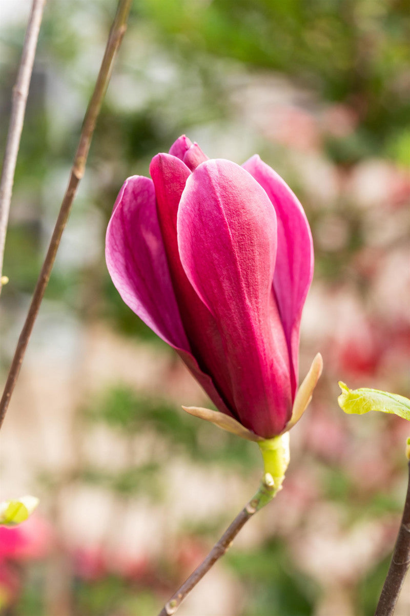 Magnolia liliiflora 'Nigra' mit Blüte, erhältlich von 40-60 bis 175-200 cm ;;ab 42,80 Euro