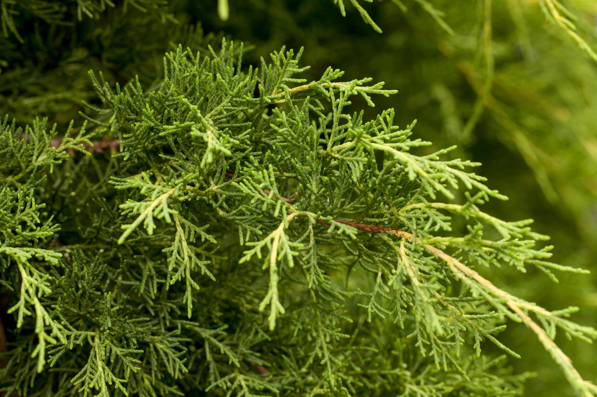 Juniperus media 'Pfitzeriana' , erhältlich von 20-30 bis 40-60 cm ;;ab 17,40 Euro