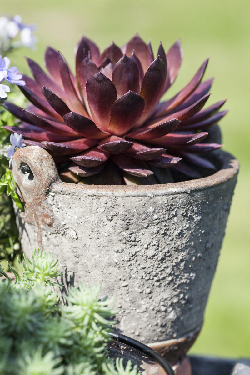 Sempervivum x cult. 'Lipari' (Garten-Hauswurz)