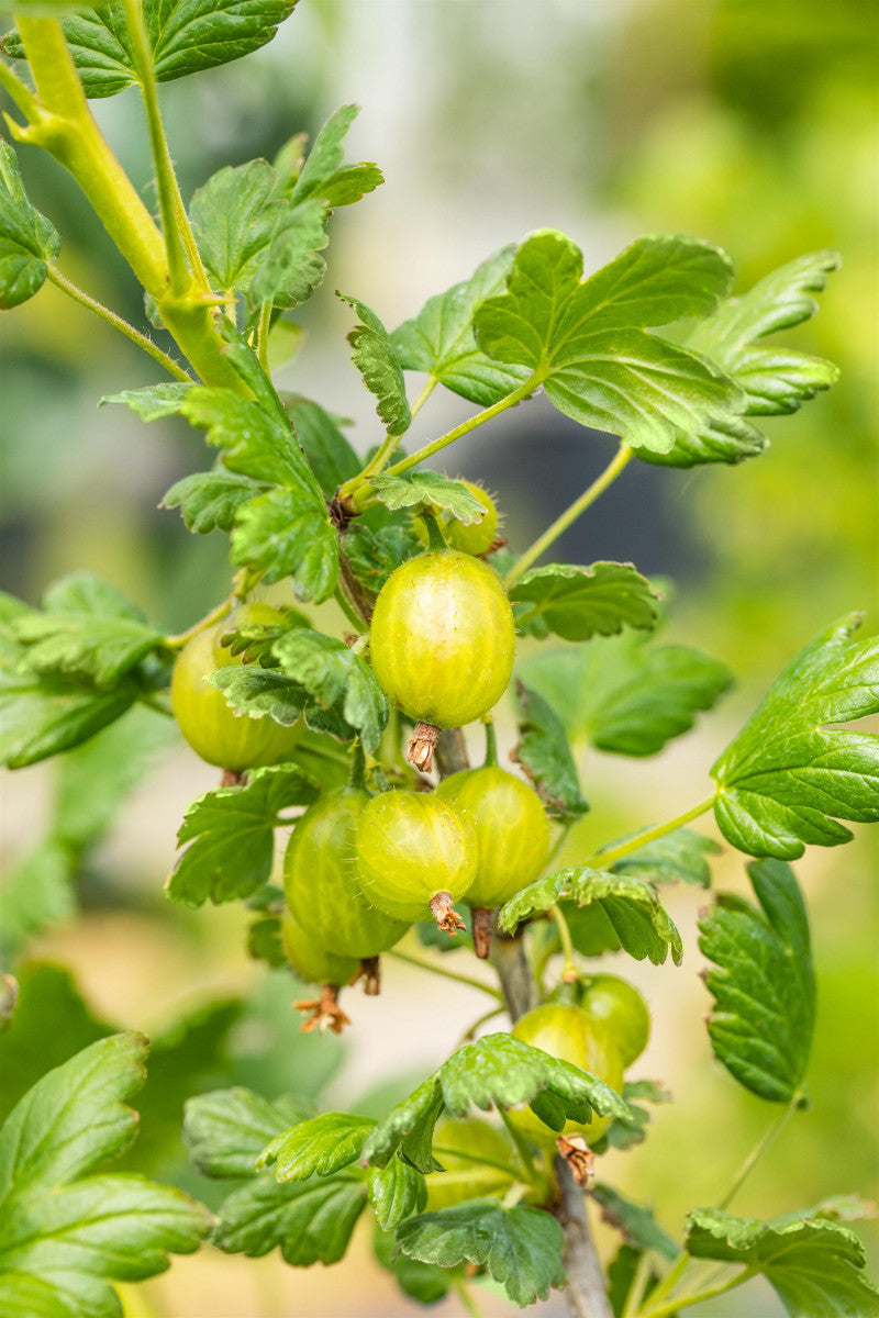 Ribes uva-crispa 'Hinnonmäki grün' (Stachelbeere 'Hinnonmäki grün')