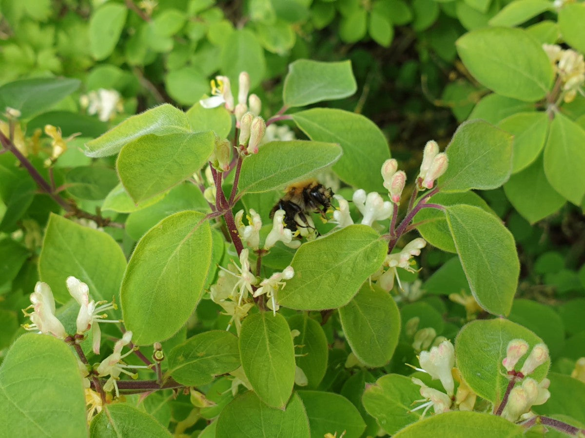 Rote Heckenkirsche mit Blüte, erhältlich als: Sämling, Solitär, leichte Sträucher, verschulte Sträucher ; Einsatz: Bienenweide ; Pluspunkt: pflegeleicht;;günstig mit Qualität