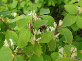 Rote Heckenkirsche mit Blüte, erhältlich als: Sämling, Solitär, leichte Sträucher, verschulte Sträucher ; Einsatz: Bienenweide ; Pluspunkt: pflegeleicht;;günstig mit Qualität