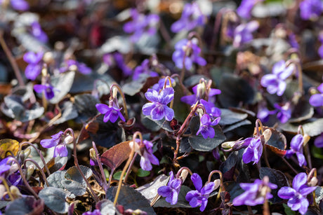 Viola labradorica mit Blüte ;;ab 3,70 Euro