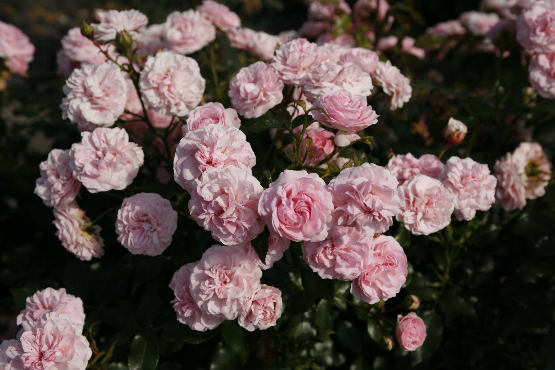 Rosa 'Larissa' BDR (Bodendeckerrose 'Larissa' -R- ADR-Rose)