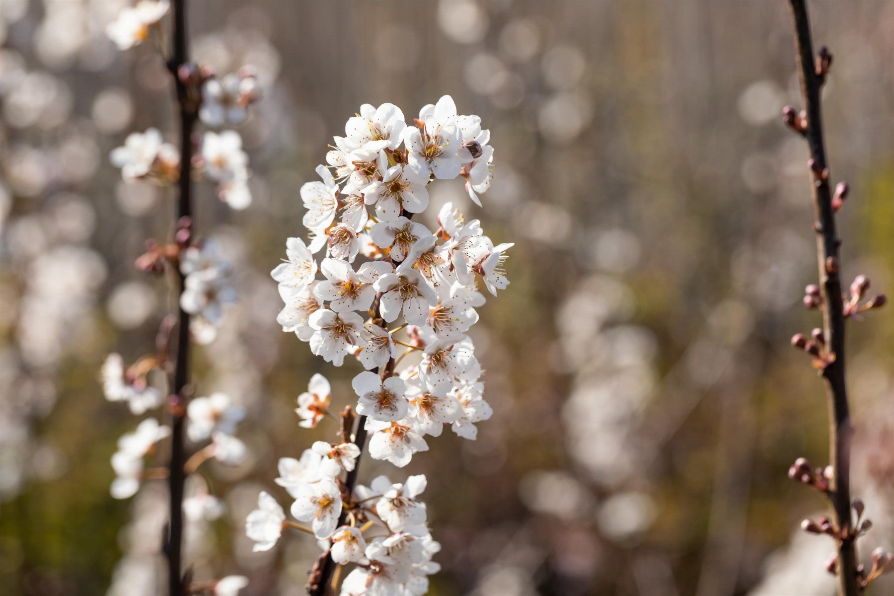 Prunus 'Trailblazer' (Grossfrüchtige Blutpflaume)