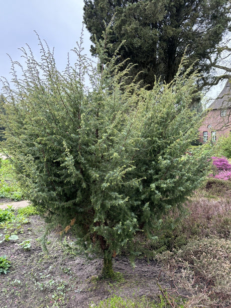 Juniperus com. 'Meyer' als Pflanze im Beet, erhältlich von 30-40 bis 200-225 cm ;;ab 19,40 Euro