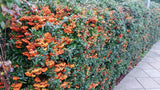 Pyracantha 'Orange Glow' als Hecke ;;