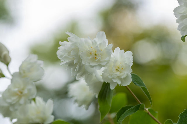 Philadelphus 'Schneesturm' mit Blüte, erhältlich von 40-60 bis 200-250 cm ;;ab 6,90 Euro