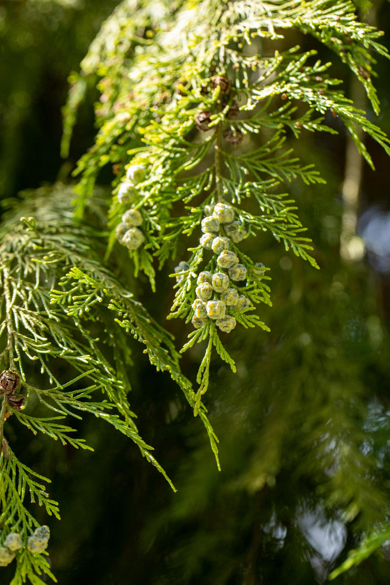 Thuja occidentalis mit Belaubung, erhältlich von 25-50 bis 250-275 cm ;;ab 1,01 Euro