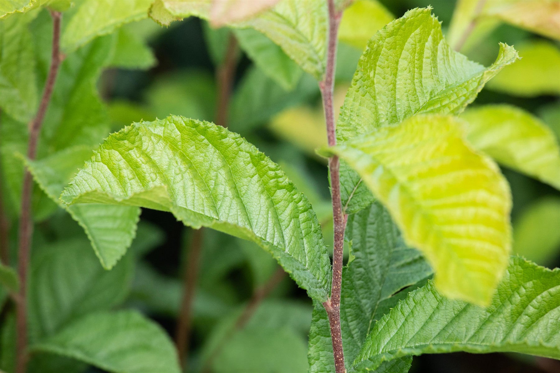 Photinia villosa (Glanzblattmispel)