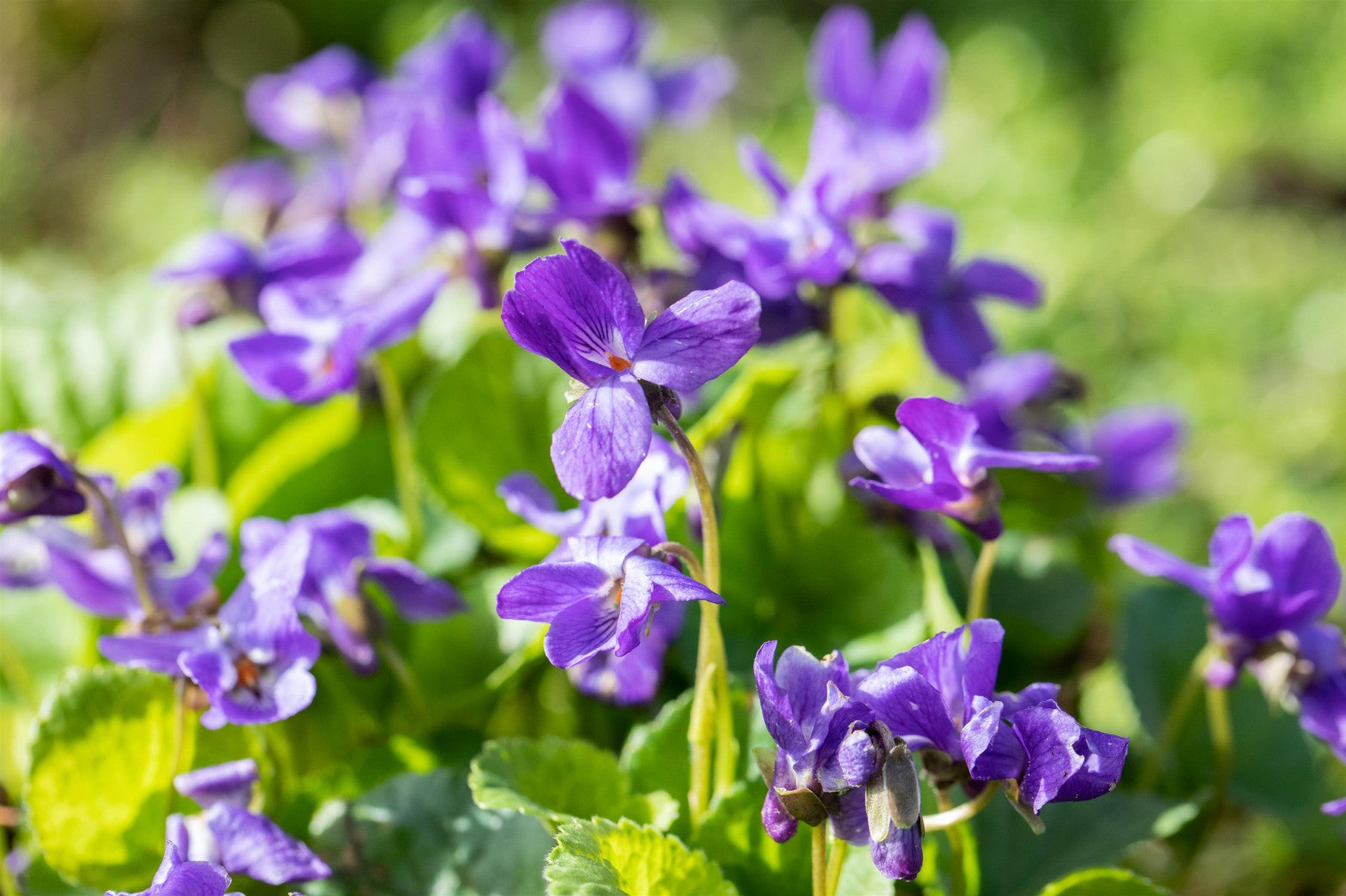 Viola odorata 'Königin Charlotte' (Garten-Duft-Veilchen)