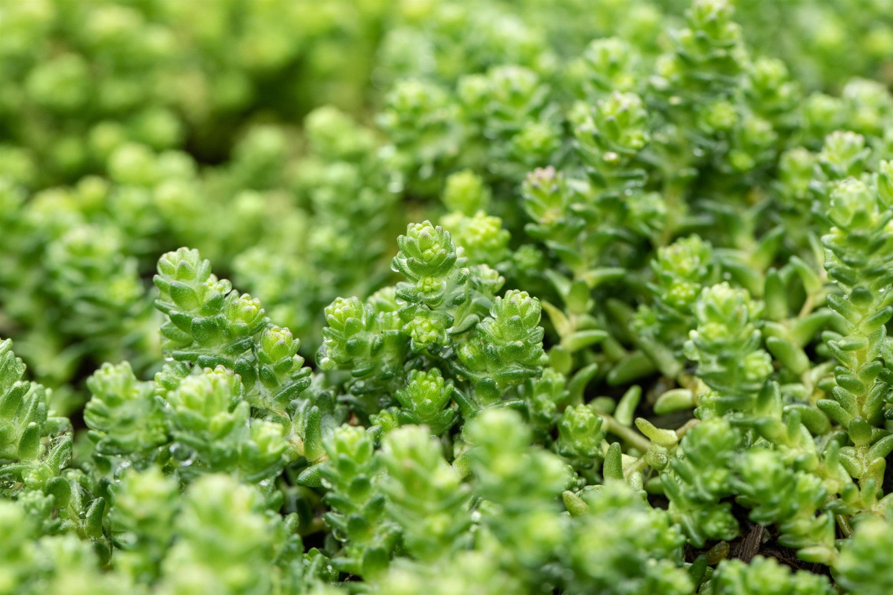 Sedum acre (Scharfer Mauerpfeffer)