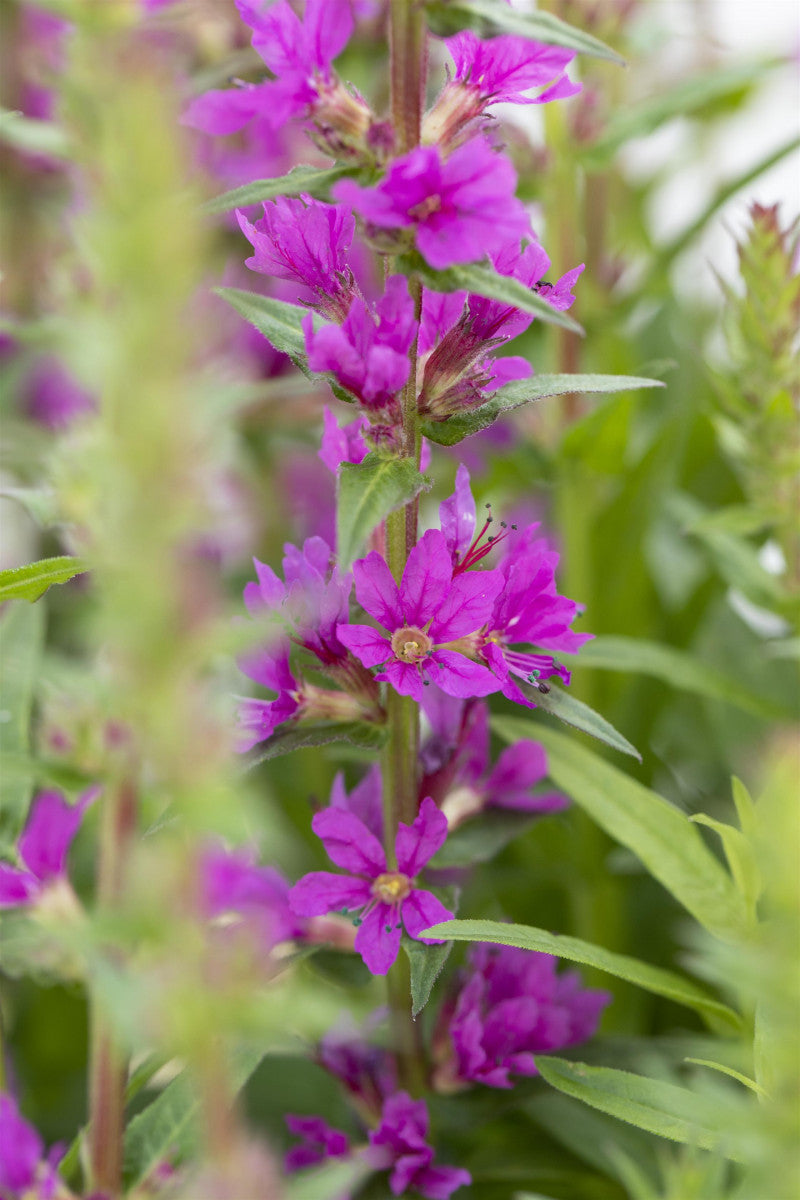 Lythrum salicaria (Blut-Weiderich)