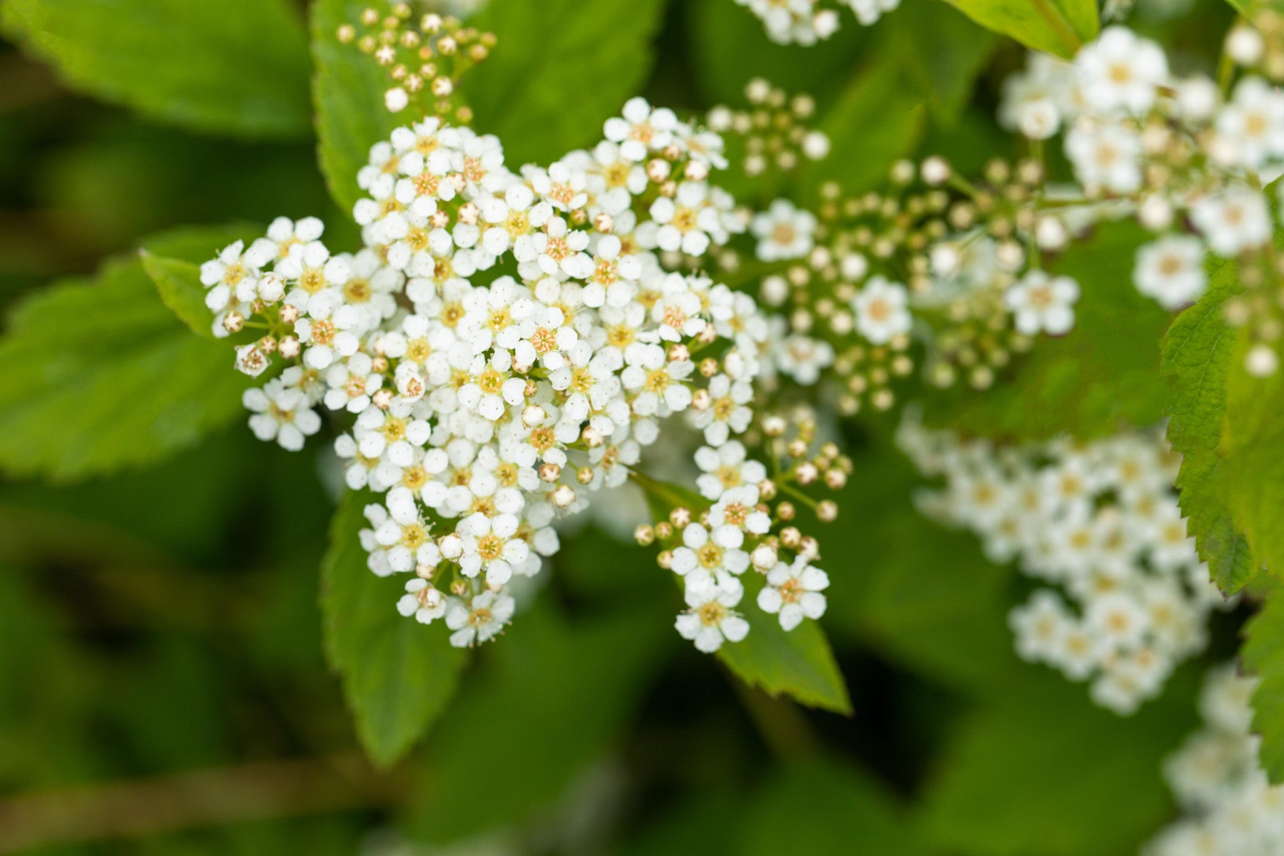 Spiraea decumbens (Zwergspiere)