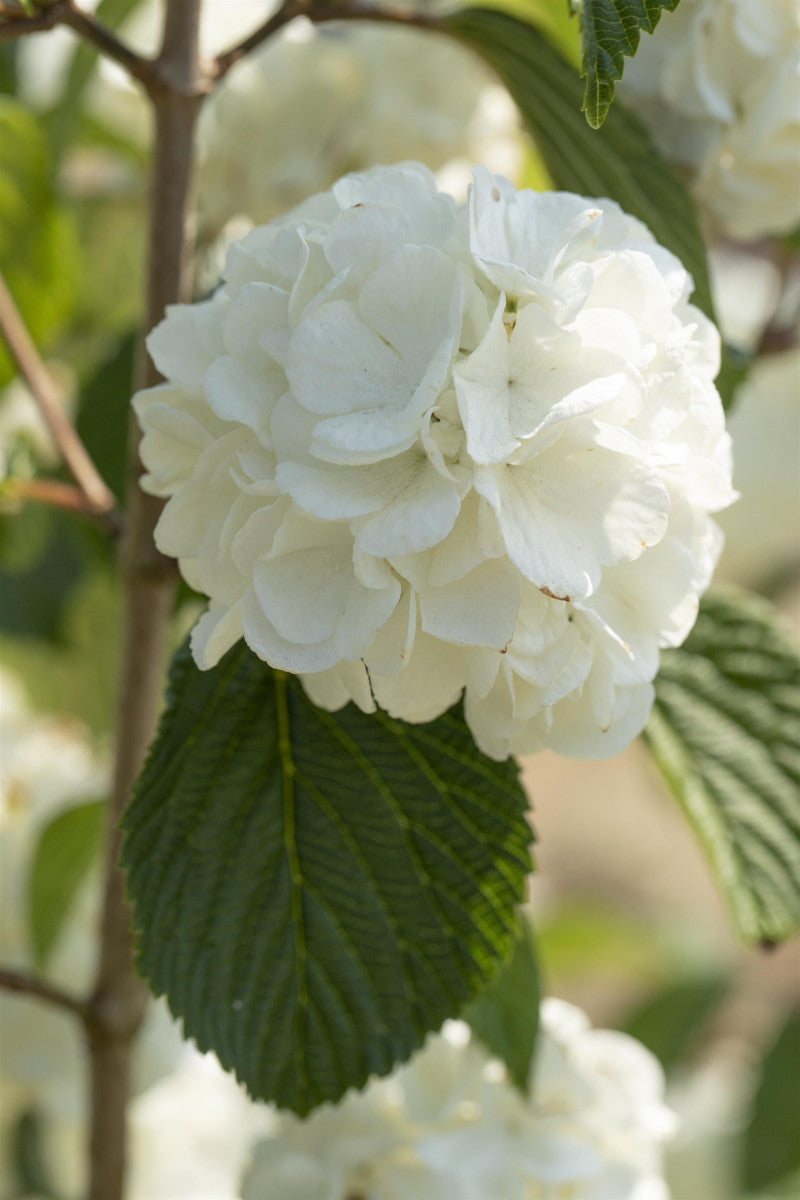 Viburnum plicatum 'Rotundifolium' (Jap. Schneeball 'Rotundifolium')