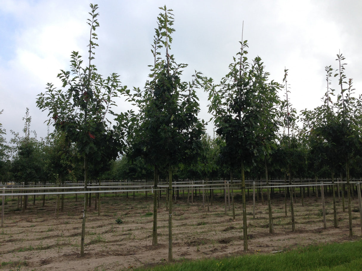 Quercus coccinea ; Pluspunkt: robust;;mit zeitnaher Lieferung