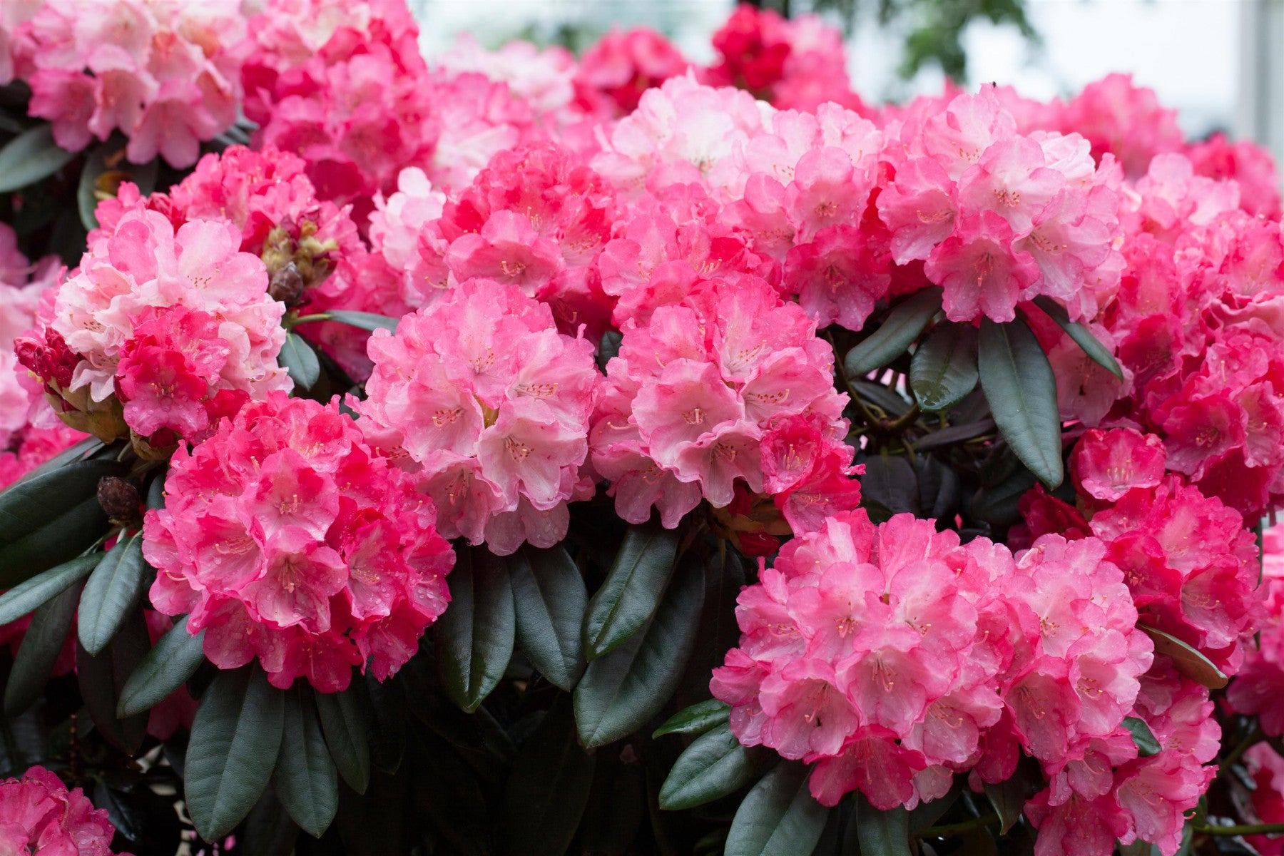 Rhododendron yak. 'Fantastica' (Yaku-Rhododendron 'Fantastica')