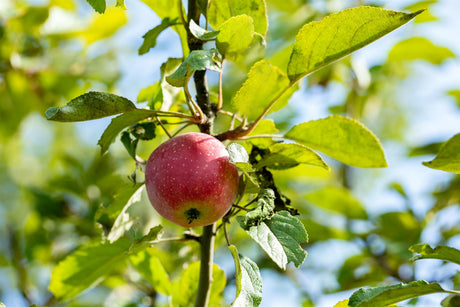 Malus 'Kaiser Wilhelm' mit Früchten, erhältlich von 150-200 bis 450-650 cm ;;ab 34,60 Euro