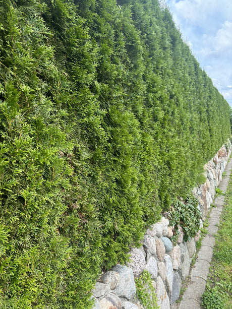 Lebensbaum 'Smaragd' als Hecke, verfügbar in 17 Größen und Varianten ; Pluspunkt: schnellwachsend;;hier kaufen