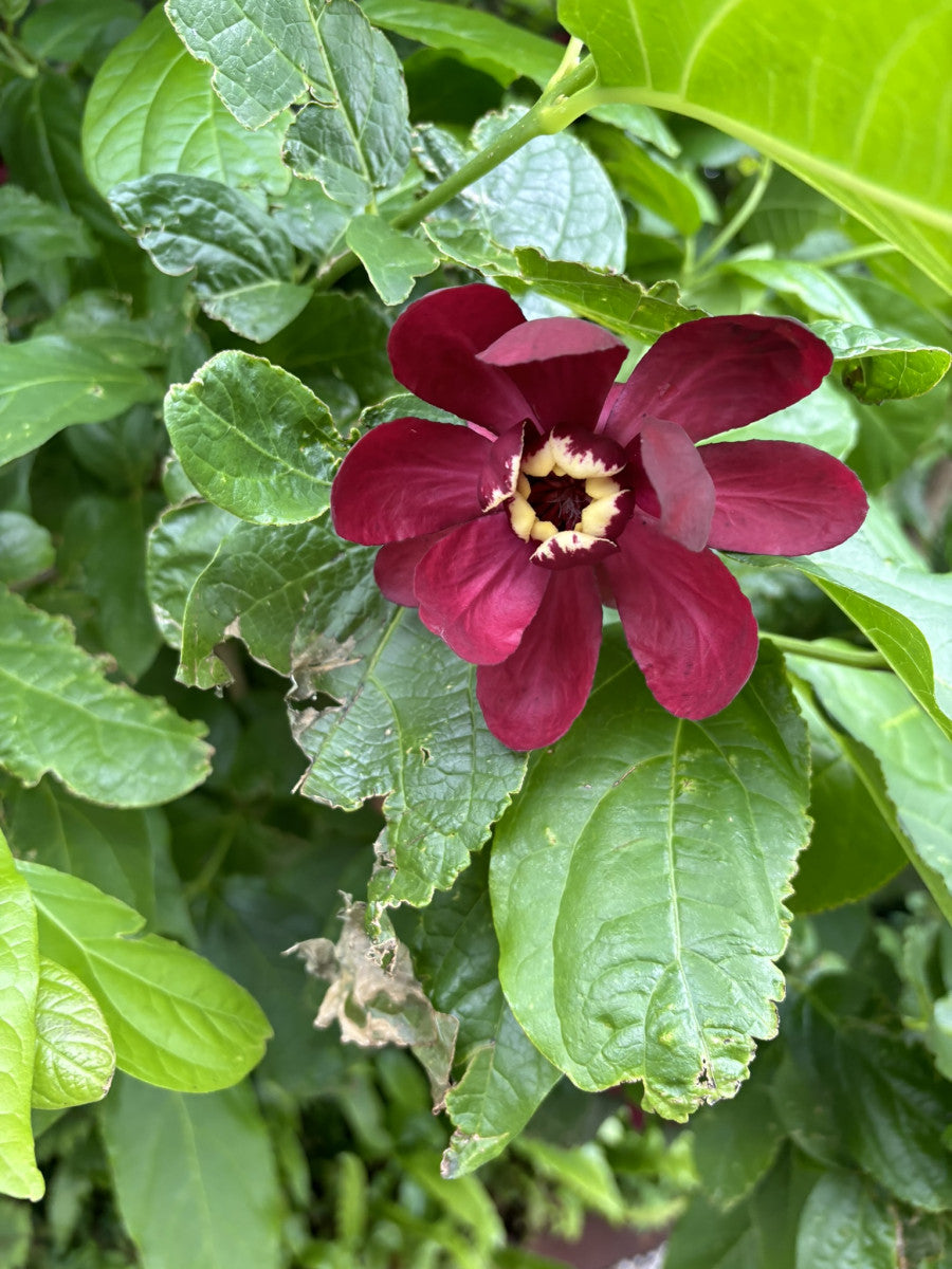 Calycanthus floridus mit Blüte, erhältlich von 40-60 bis 175-200 cm ;;ab 26,60 Euro