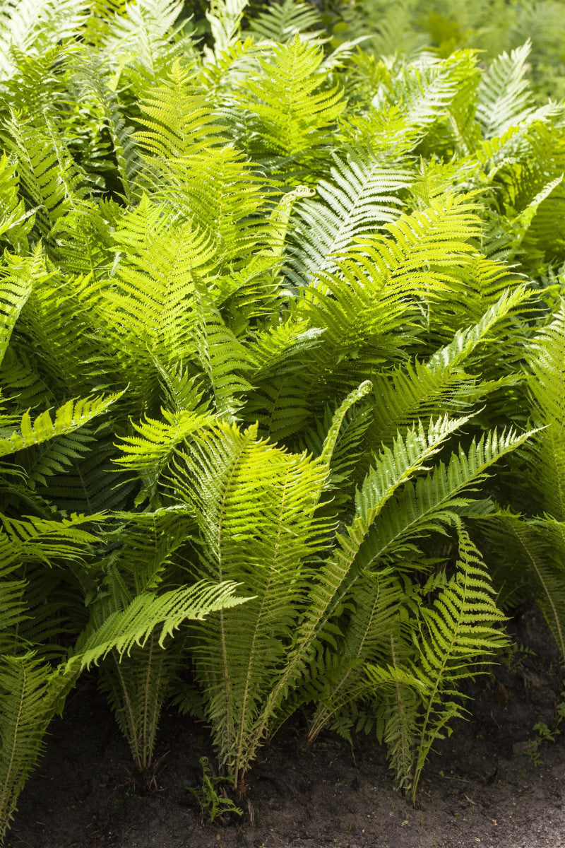 Polystichum aculeatum (Glanz-Schildfarn)