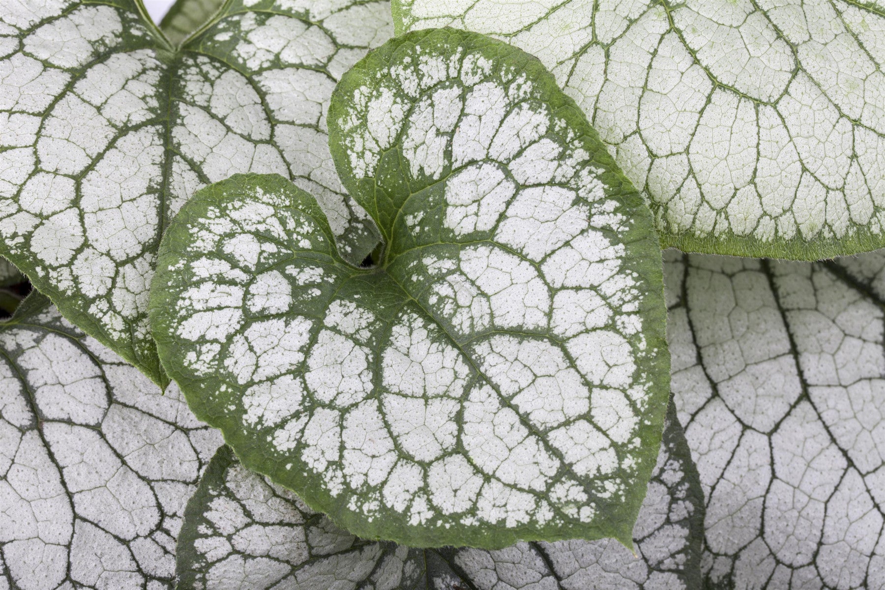 Brunnera macrophylla 'Jack Frost' (Garten-Kaukasusvergissmeinnicht)