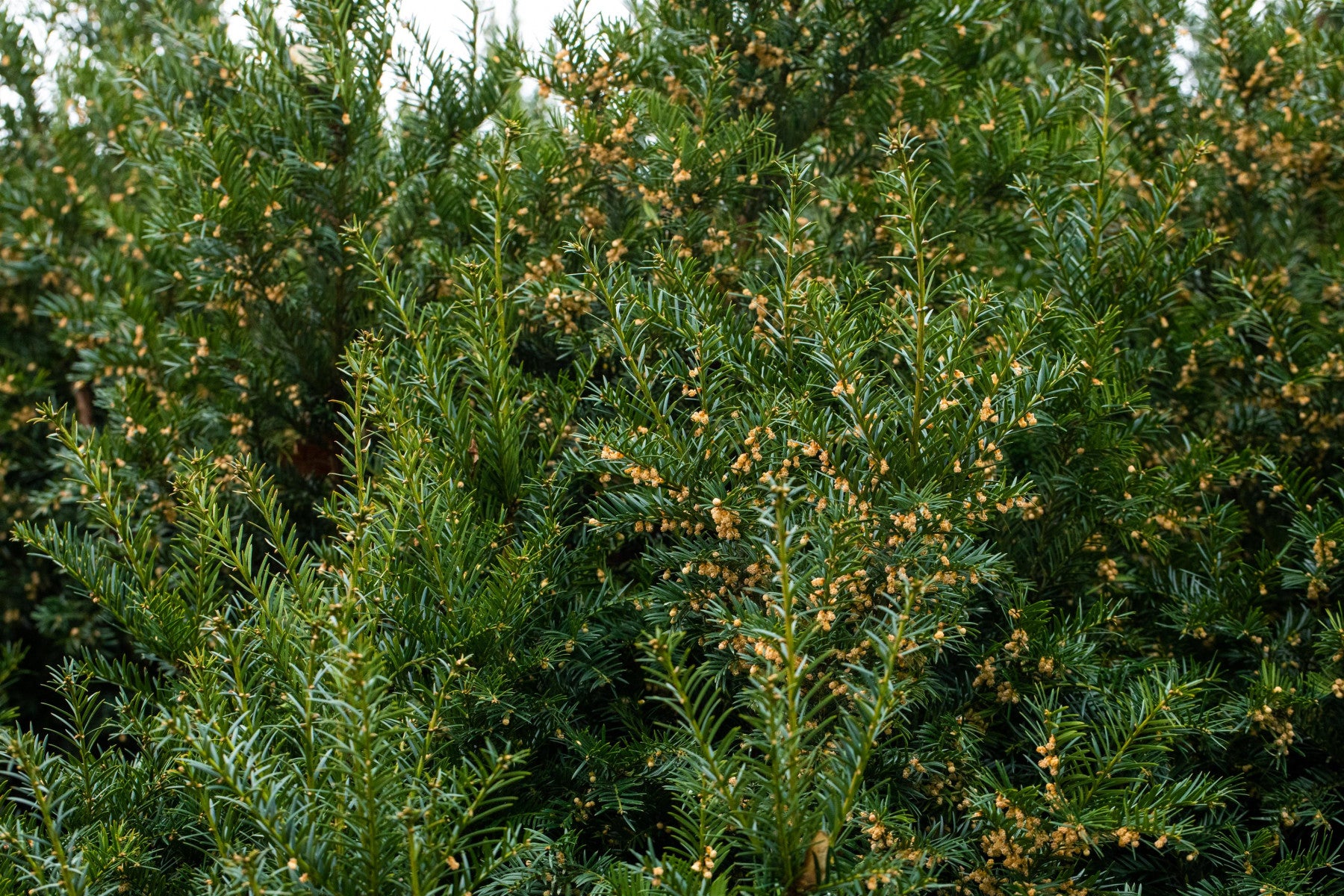 Taxus baccata (Heimische Eibe)