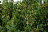 Taxus baccata , erhältlich von 8-12 bis 200-225 cm ;;ab 1,66 Euro