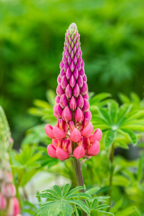 Lupinus polyphyllus 'Kronleuchter' mit Blüte ;;ab 4,80 Euro