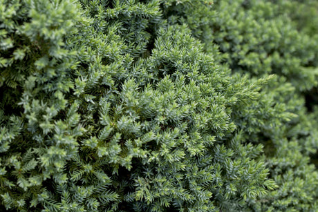 Juniperus procumbens 'Nana' , erhältlich von 15-20 bis 50-60 cm ;;ab 18,40 Euro