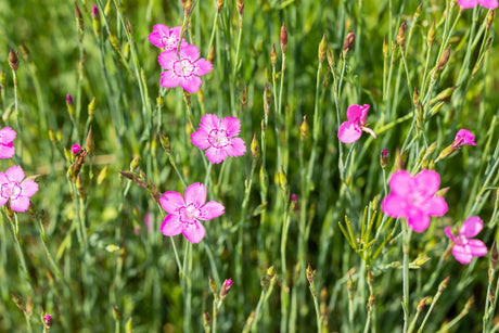 Dianthus deltoides 'Roseus' mit Blüte ;;ab 2,84 Euro