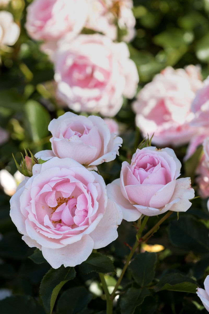 Rosa 'Ballade' BT mit Blüte ;;ab 8,10 Euro