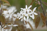 Amelanchier laevis 'Ballerina' mit Blüte, erhältlich als: Hochstamm, Solitär, verschulte Sträucher ; Einsatz: Heckenpflanze ; Pluspunkt: fruchttragend;;günstig mit Qualität